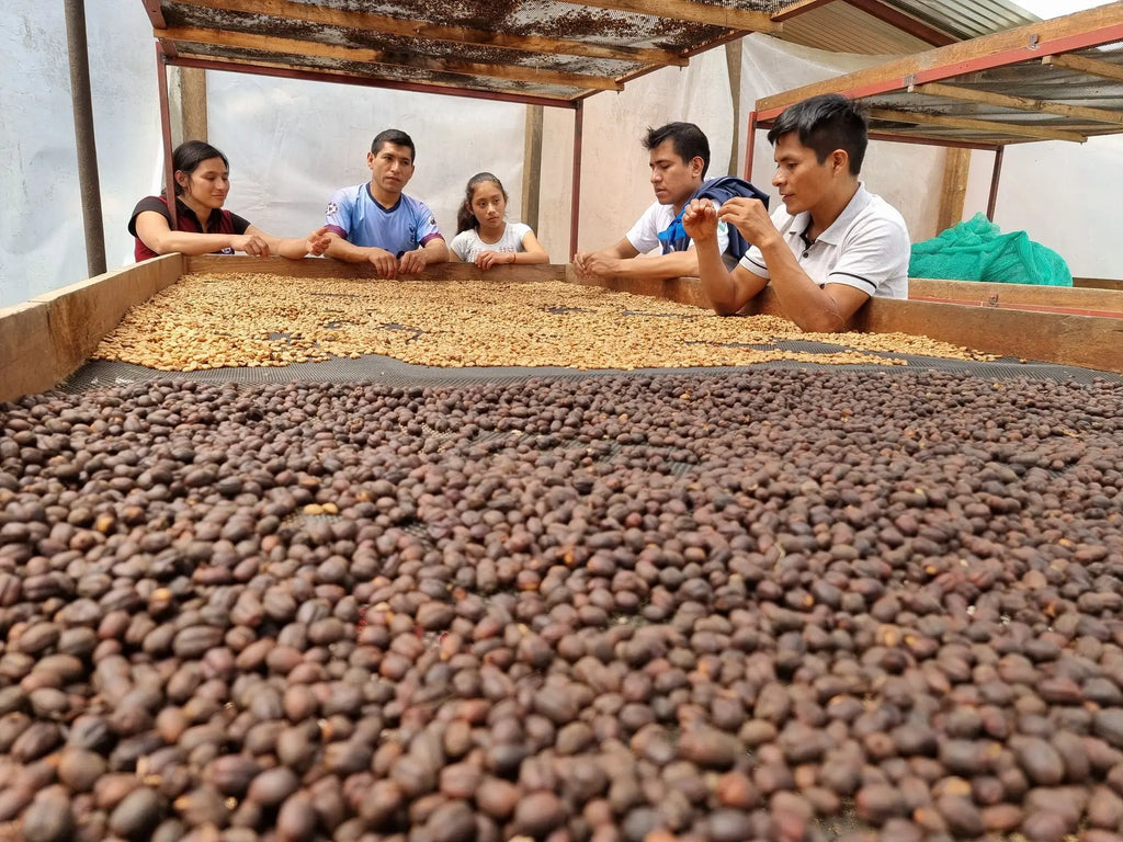 Honduras, Cloud Nine - 250g