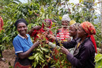 Rwanda, Nsinduka - Bourbon - 250g