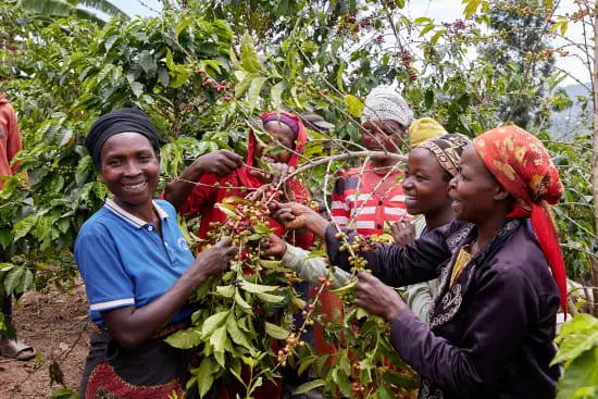 Rwanda, Nsinduka - Bourbon - 250g