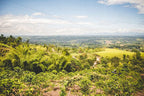 Colombia Pink Bourbon P02 - 200g