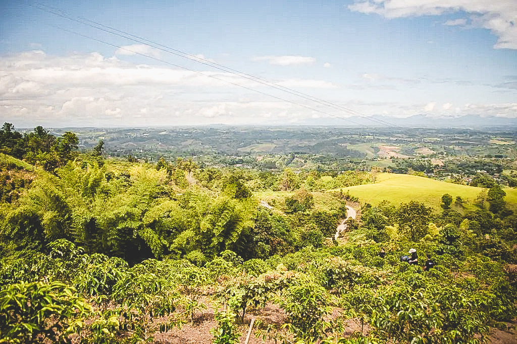 Colombia Pink Bourbon P02 - 200g