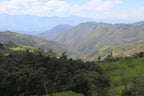 Honduras, Cloud Nine - 250g