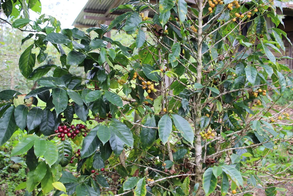 Honduras, Cloud Nine - 250g