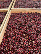 Sidra | Wush Wush Ecuador - La Reserva - 100g