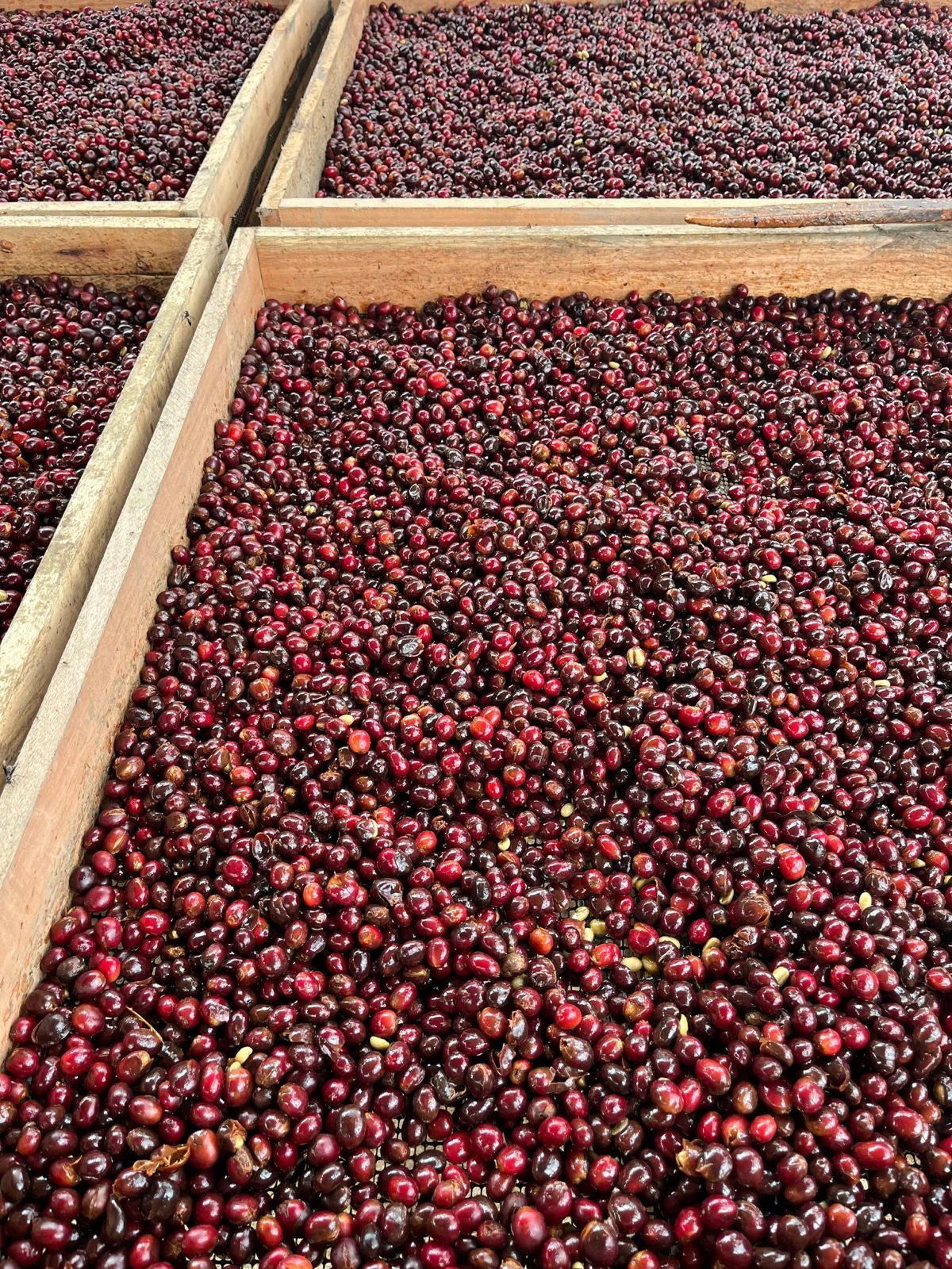 Sidra | Wush Wush Ecuador - La Reserva - 100g
