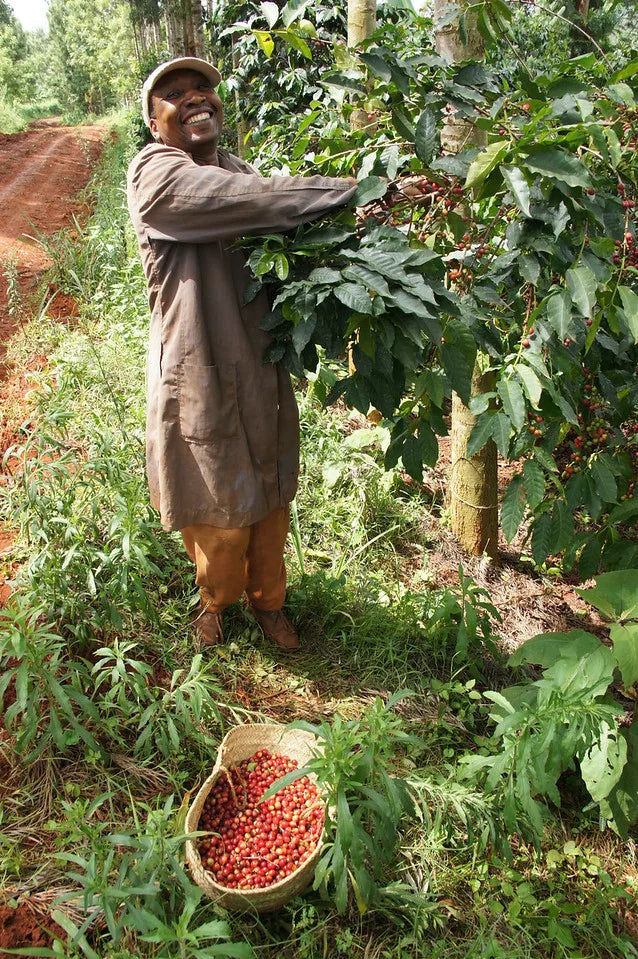 /056 Kenya — Rung’eto Kiangoi - 240g