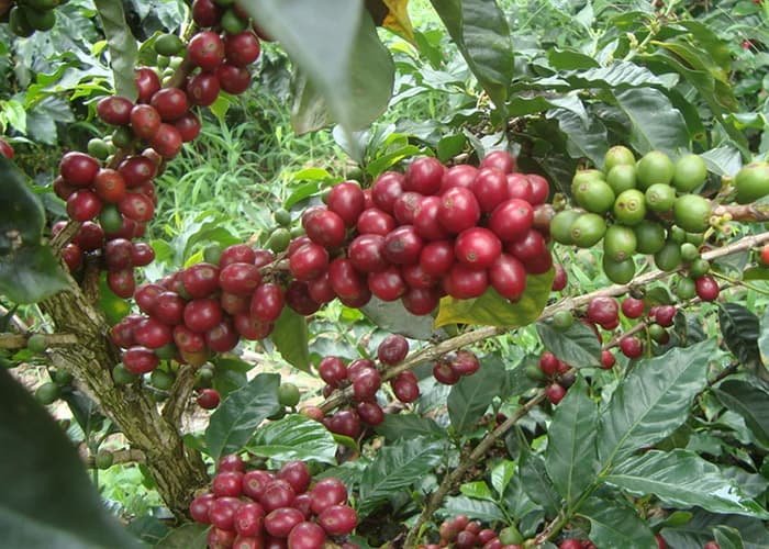 Berry Blast, Colombia - 250g