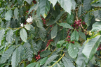 Colombia Las Flores Tabi - 200g